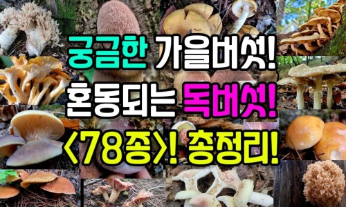 哪种麦冬药用价值最好-药用哪个品种麦冬好网 - 为你提供哪种麦冬药用价值最好、药用麦冬哪个品种最好